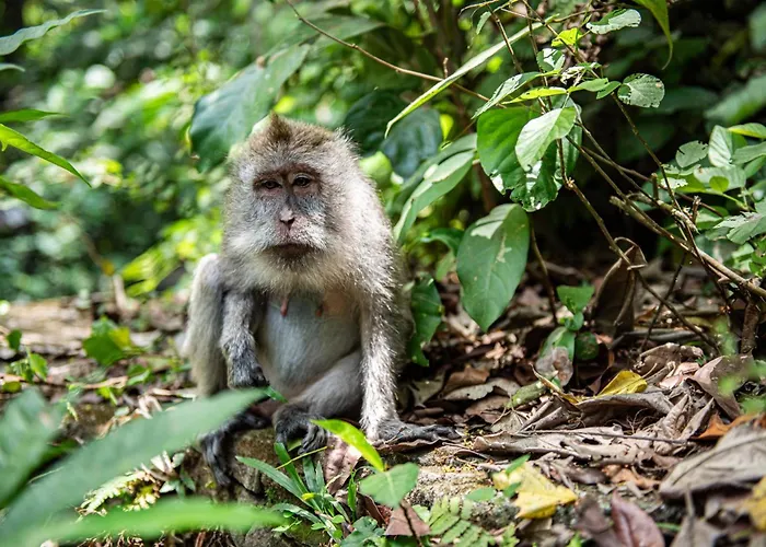 ゲストハウス Retreat Toraja Baturinggit クブ